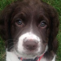 English Springer Spaniels from Ruby’s Springer Spaniels