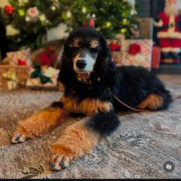 Poodle puppies from Cedar Ridge Standard Poodles