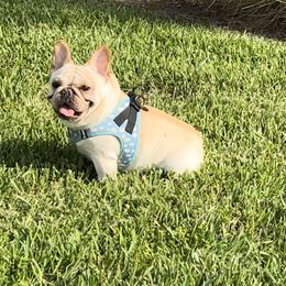 Royce - French Bulldog