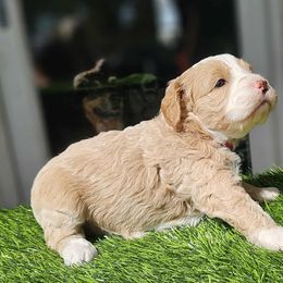 Lilo - Apricot female Goldendoodle puppy in Austin, Texas from Doodles Fur Days