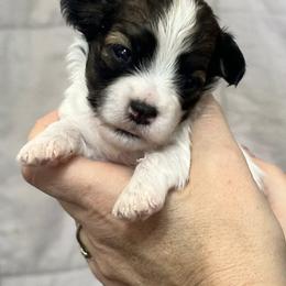 Aspen - Black and white male Havanese puppy in Lawrenceville, Georgia from Alchemy Havanese
