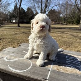 Boy 1 - White Lagotto Romagnolo puppy in Illinois from Spalvieri Lagotti Services