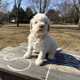 Boy 1 - White Lagotto Romagnolo puppy in Illinois from Spalvieri Lagotti Services