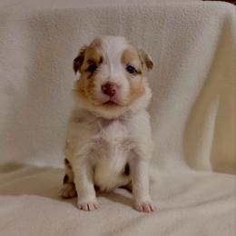 Brown Ribbon Red Merle Girl 5 - Red merle female Australian Shepherd puppy in Dundee, Ohio from Aussies Of Circle H