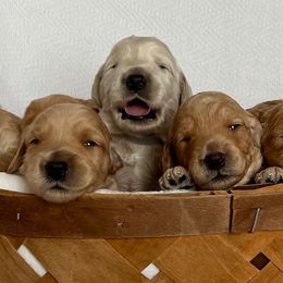 Goldendoodle Puppies from Lykeable Farms