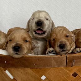 Goldendoodle Puppies from Lykeable Farms