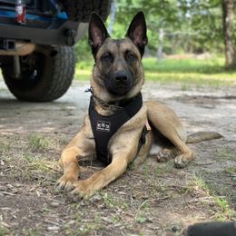 Belgian Malinois and Dutch Shepherd All Grown Up from Ironcore K9
