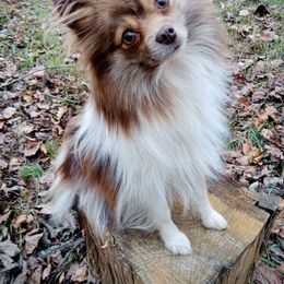 Poppy - Pomeranian