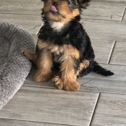 Yorkshire Terrier Puppies from Yorkies in Kyle