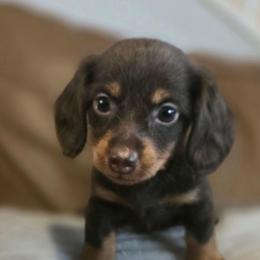 Chewie AKC - Chocolate and tan female Dachshund puppy in Arizona from Tps Teeny Weins