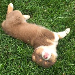 Tandy - Red tri-color female Australian Shepherd puppy in Spencerville, Ohio from Awesome Wigglin Aussies