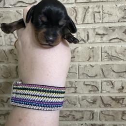 Cocoa - Black and tan male Dachshund puppy in Athens, Texas from County Road Puppies