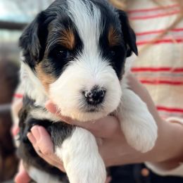 Aussiedoodles from Farmfreshpups