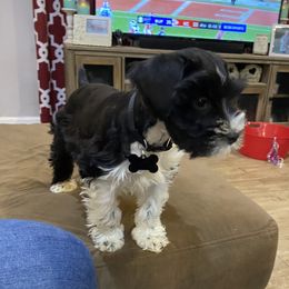 Miniature Schnauzer Puppies from Fran’s Miniature Schnauzer’s