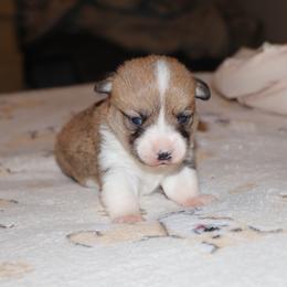 Pembroke Welsh Corgi Puppies from 3W Corgis