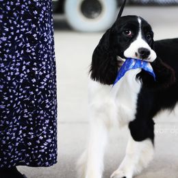 English Springer Spaniel Puppies from Brendael Springer Spaniels