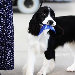 English Springer Spaniel Puppies from Brendael Springer Spaniels