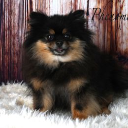 Charm - Pomeranian