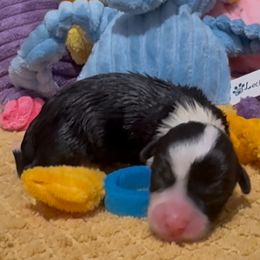 Blue Elephant - Black and tan female Pembroke Welsh Corgi puppy in Summerfield, Florida from Promise Land Farm