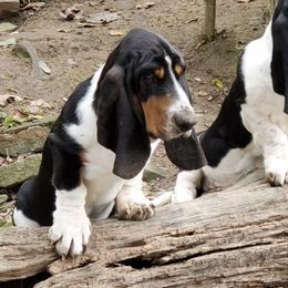 Basset Hounds from Kinmor