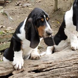 Basset Hounds from Kinmor