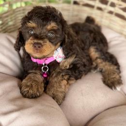 Liberty - Brown female Poodle puppy in Grinnell, Iowa from Rural Iowa Aussies & Doodles