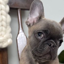 Turbo - French Bulldog puppy from Le Luxe Frenchies
