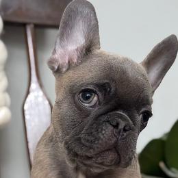 Turbo - French Bulldog puppy from Le Luxe Frenchies