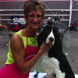 English Springer Spaniels from Bonita Springers