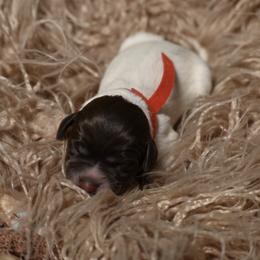 Marshal- Red Collar - Brown and gray male Wirehaired Pointing Griffon puppy in Menan, Idaho from Star•CH Wirehaired Pointing Griffons