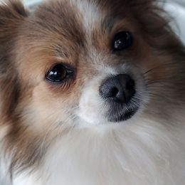 Coco - Pomeranian