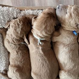 Goldendoodles from Sunshine Doodles Puppies