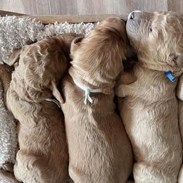 Goldendoodles from Sunshine Doodles Puppies