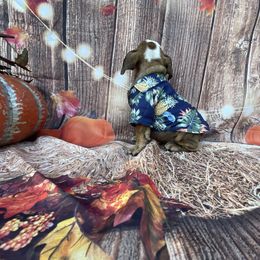 Theo - Red male Bulldog puppy in Marysville, Washington from English Bulldogs WA