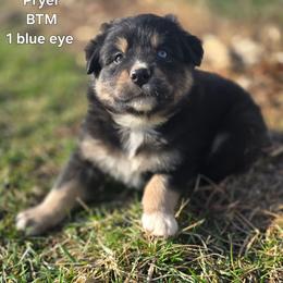 Pryer - Black tri male Miniature Australian Shepherd puppy in East Berlin, Pennsylvania from Stoney Point Frenchies & Mountain Top Shepherds