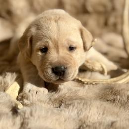 Labrador Retriever Puppies from Knotty Creek Labradors