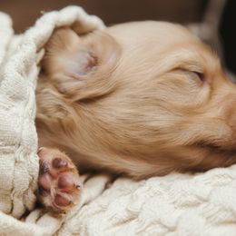 Dachshund Puppies from Doxiecru