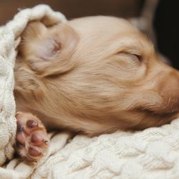 Dachshund Puppies from Doxiecru