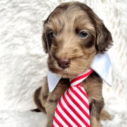 King - Merle male Goldendoodle puppy in Holly Springs, Georgia from Libby Lou’s Goldendoodles