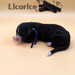 Licorice - Black and white female Aussiedoodle puppy in Paragould, Arkansas from AC Doodles & Corgis