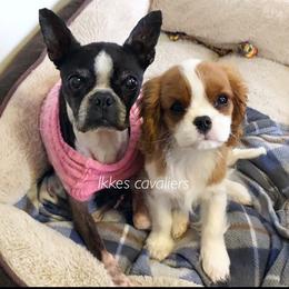 Cavalier King Charles Spaniel Puppies from Ikkes Cavaliers