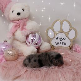 Sprinkle - Blue merle female Pomeranian puppy in Concord, California from Eelan’s Poms