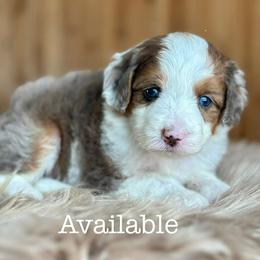 Flower - Blue merle female Aussiedoodle puppy in Lancaster, Minnesota from Finney Ranch