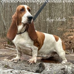 May-Belle - Basset Hound