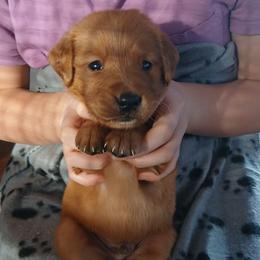 Gray - Dark golden male Golden Retriever puppy in Lanesboro, Minnesota from Eagle Ridge Golden Retrievers