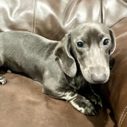 Blitz - Dachshund