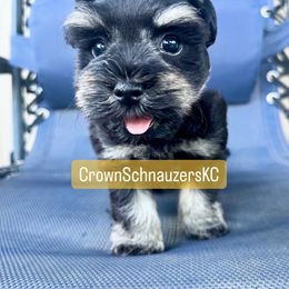 Miniature Schnauzer Puppies from Crown Schnauzers KC