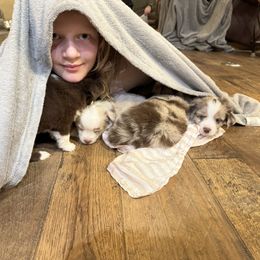 Australian Shepherd, Miniature American Shepherd, Miniature Australian Shepherd, and Toy Australian Shepherd Puppies from Painted Blue Aussies