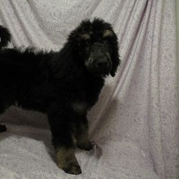 Aussiedoodle, Australian Shepherd, and Poodle Puppies from Kay Kay's Pupper Patch