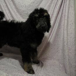 Aussiedoodle, Australian Shepherd, and Poodle Puppies from Kay Kay's Pupper Patch